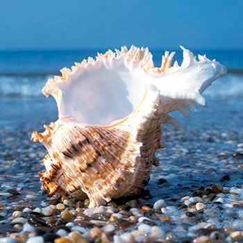 Море Черногории