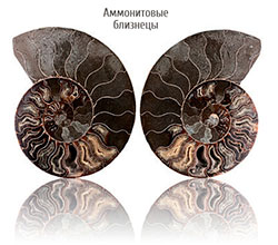 Аммонитовые близнецы